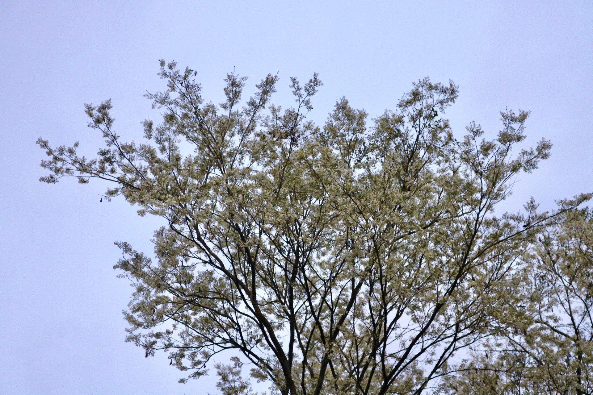 De nombreux coins de rues de Hanoi sont recouverts de neige avec la couleur blanche pure des fleurs de Sua photo 5