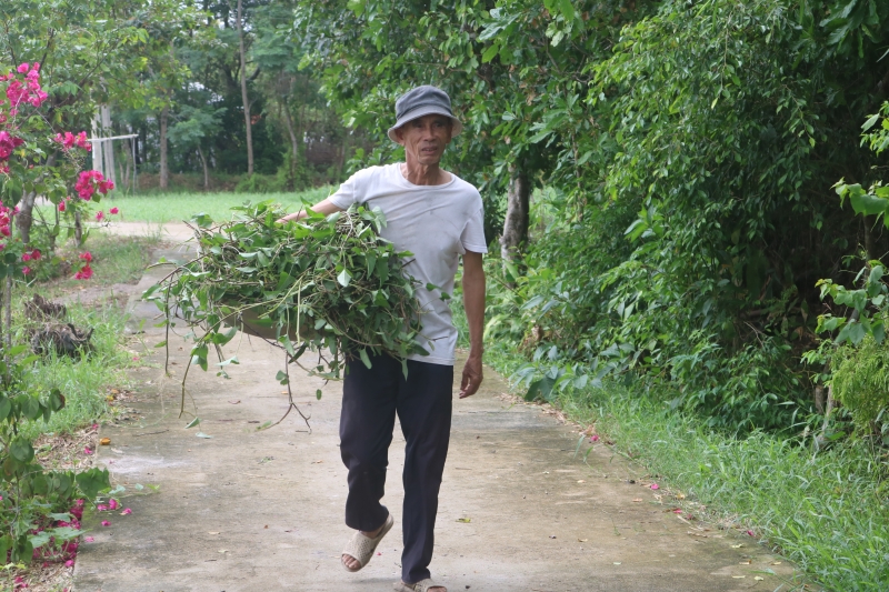 Ông Tiện đi kiếm thức ăn cho bò 