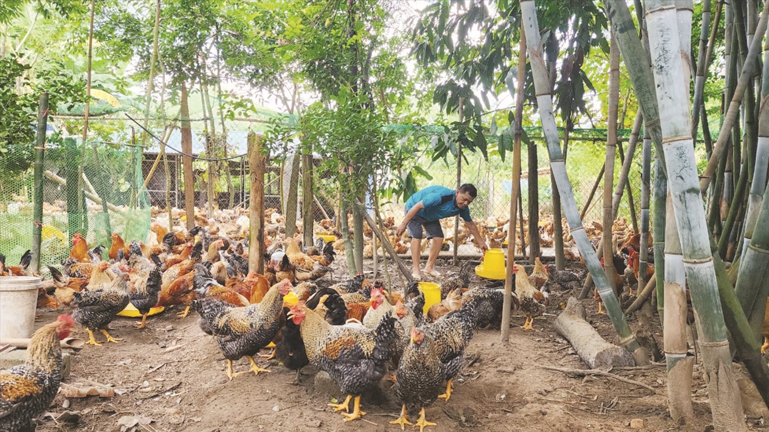 Ông Hoàng Văn Hưng cho gà ăn theo chế độ đàn, lứa, loại gà