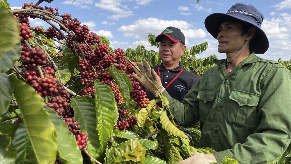 Los precios del café robusta alcanzan un nuevo máximo mientras el dólar estadounidense cae drásticamente