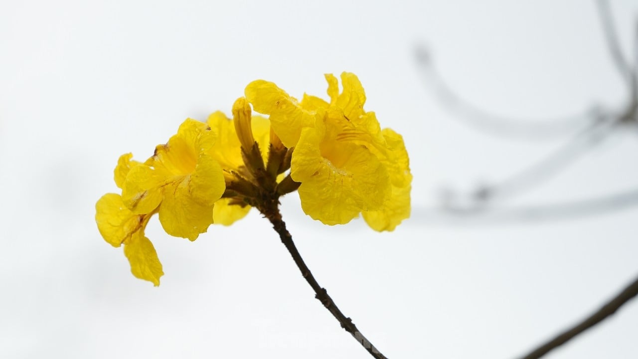 ハノイの街路に咲く最初の季節の黄色い風鈴の花を堪能してください。写真4