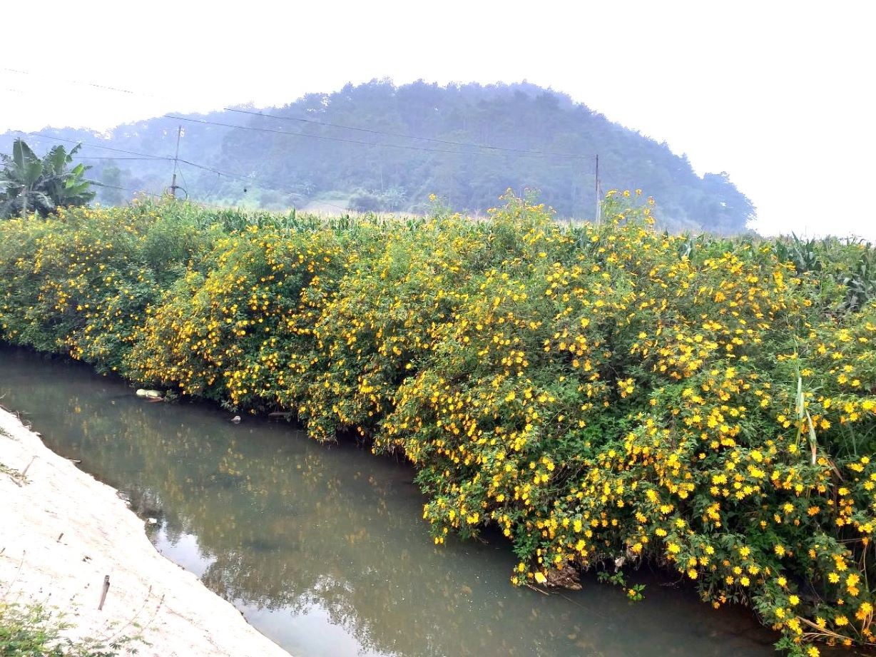 Những vạt dã quỳ nở vàng chạy dài miên man đẹp đến nao lòng chạy dài bên các con suối, bờ kênh, sường núi...1