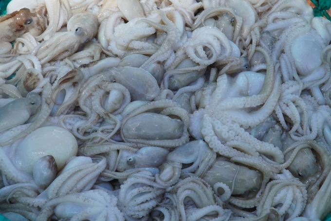 Fresh live octopus caught in Phan Thiet brought ashore for sale. Photo: Viet Quoc