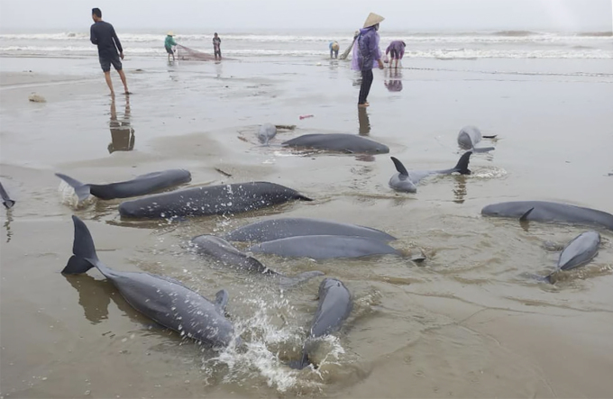 The school of fish was pulled ashore by fishermen using a net. Photo: Hung Le