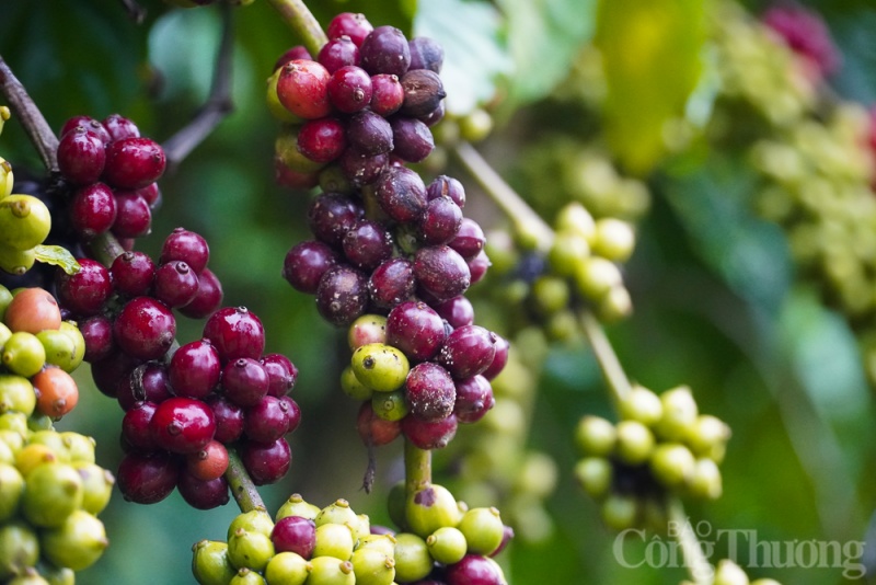 Coffee prices today, February 19, 2024: Domestic coffee prices continue to increase