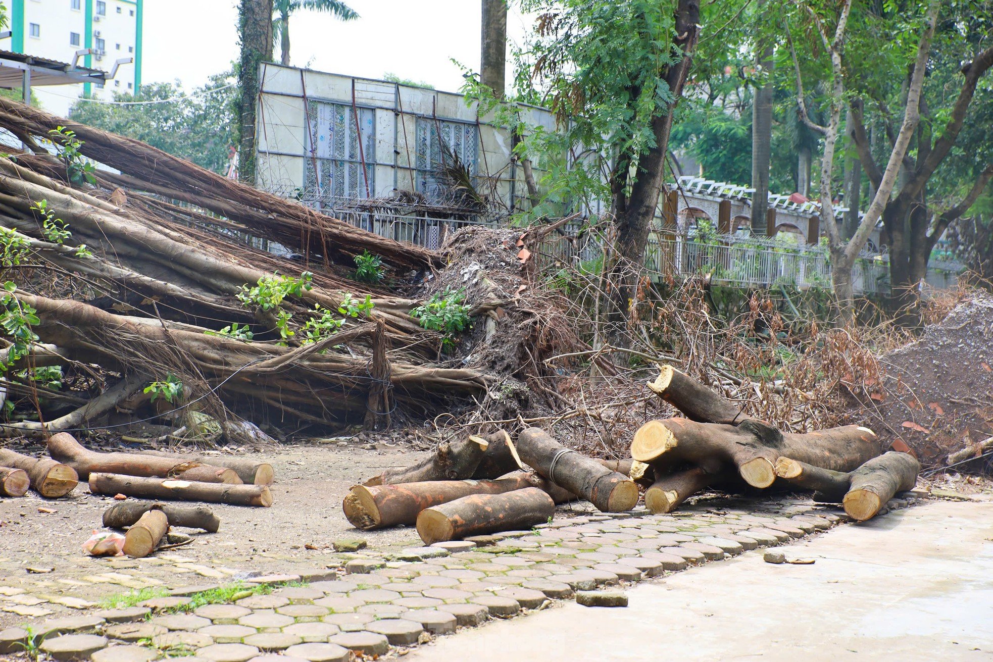 ¿Por qué los parques de Hanoi todavía están llenos de árboles caídos? foto 4