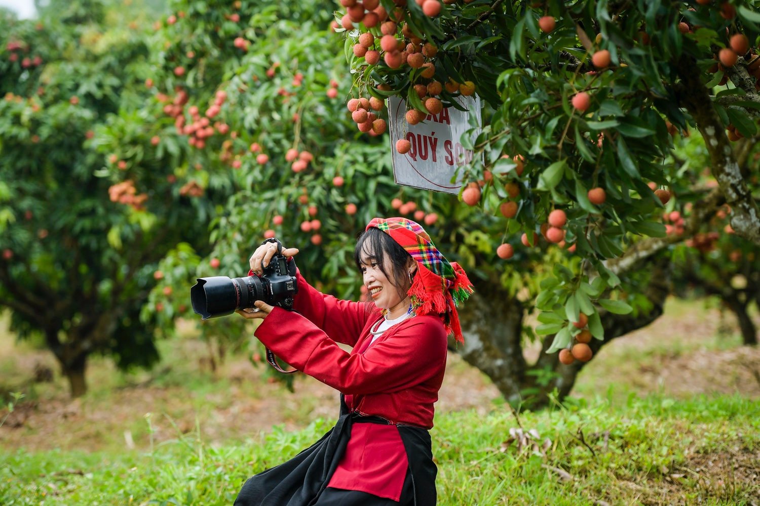 กิจกรรม - ประชาชนจำนวนมากให้ความสนใจเข้าร่วมโครงการท่องเที่ยวฤดูลิ้นจี่จังหวัดลุกงันอย่างกระตือรือร้น (ภาพที่ 6)