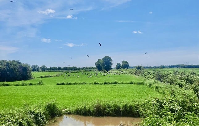 Seltener Storchenschwarm erscheint in Quang Tri Foto 1