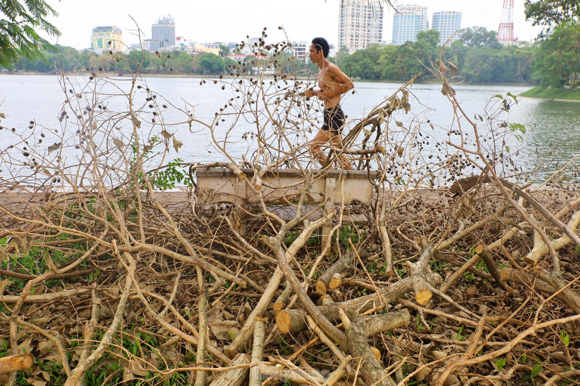 ¿Por qué los parques de Hanoi todavía están llenos de árboles caídos? foto 8