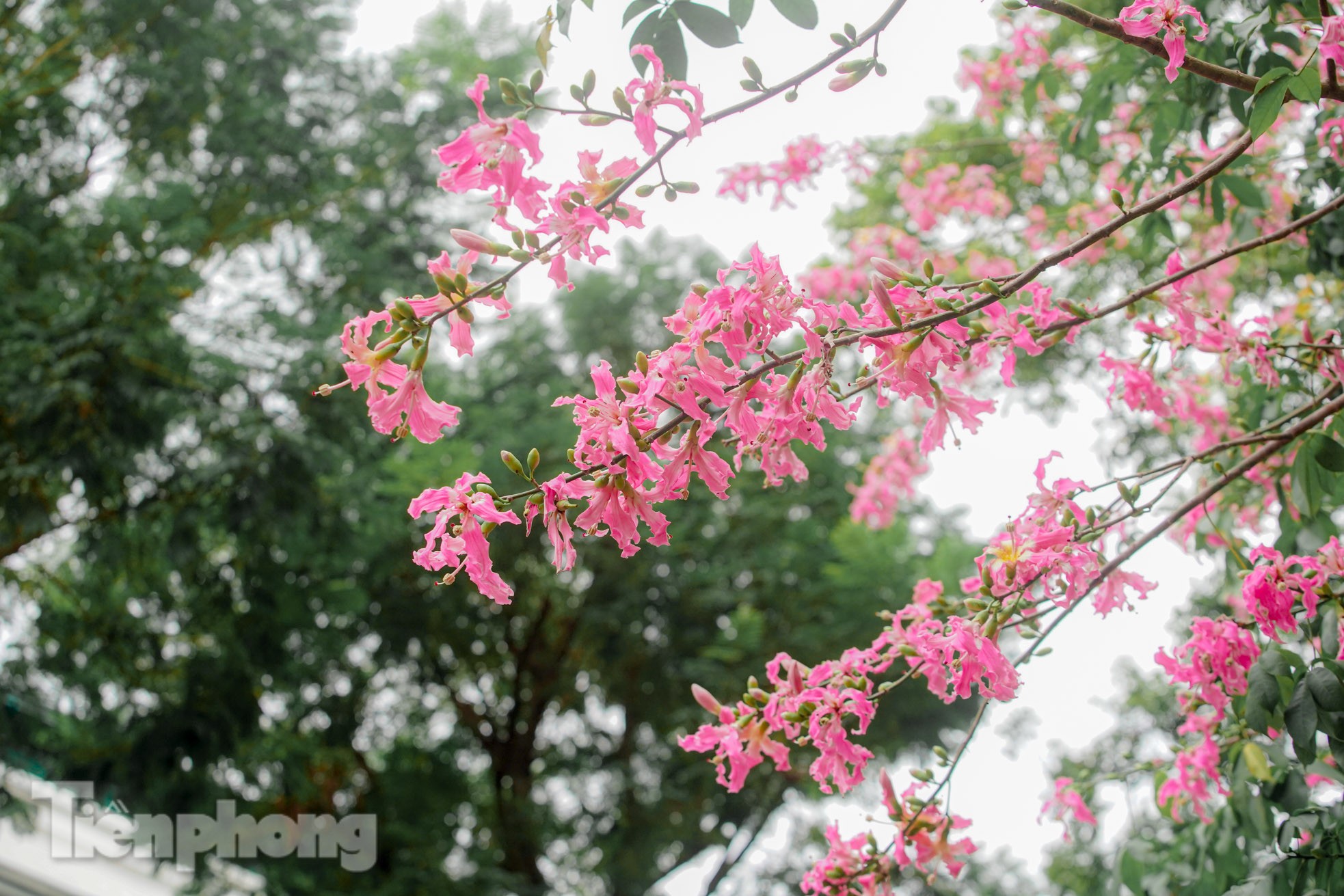 Bewundern Sie die bezaubernde Pracht der wunderschönen Blumen im Herzen von Hanoi Foto 3