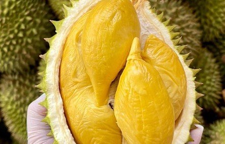 708 codes de zones de culture du durian ont été autorisés à être exportés vers la Chine.