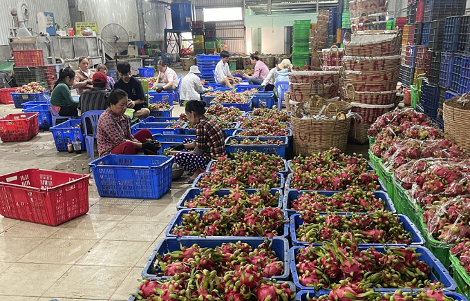 Arbeiter sortieren verpackte Drachenfrüchte in einem Lagerhaus im Bezirk Chau Thanh (Long An) am 21. November. Foto: Hoang Nam