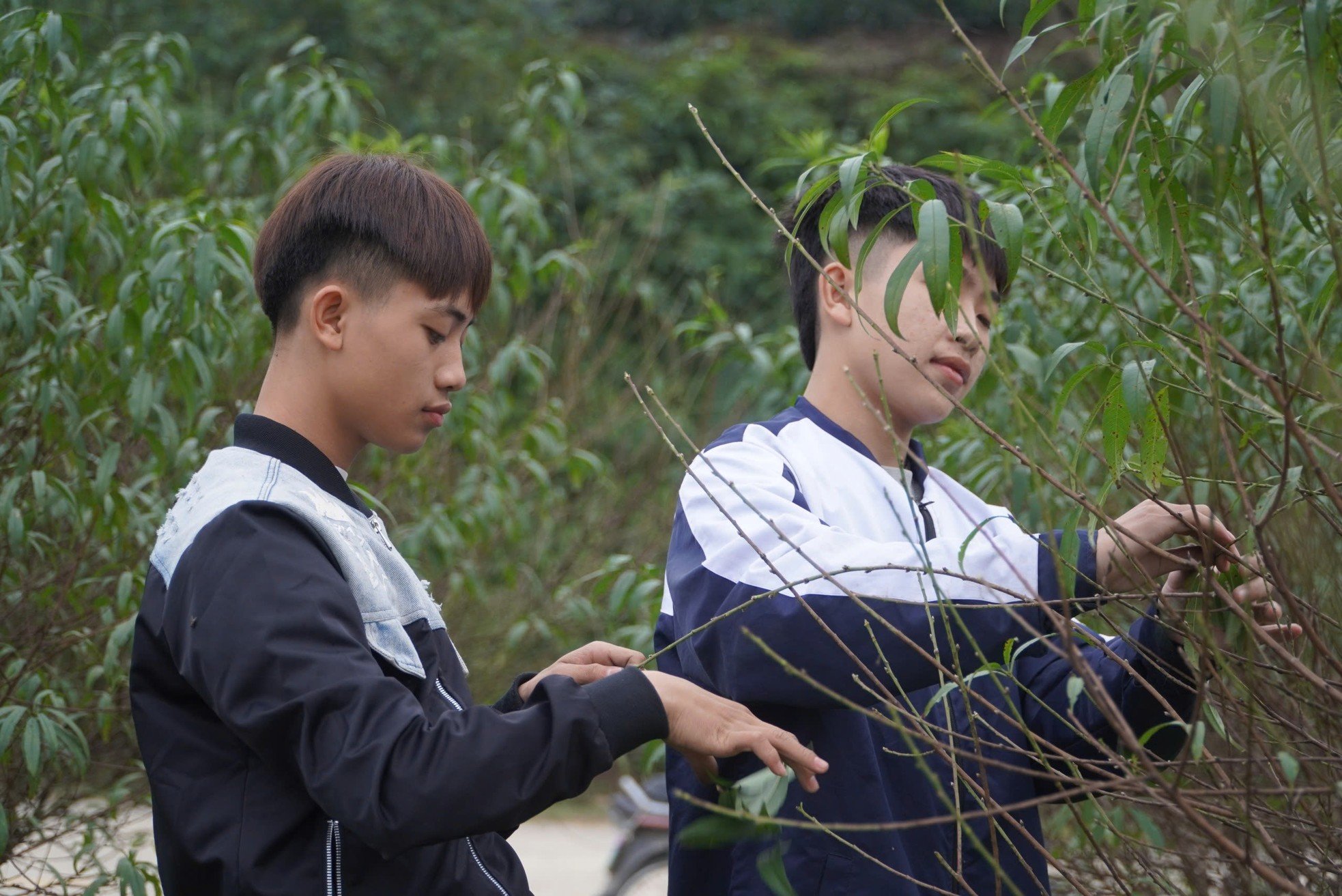 Tận thấy người dân làng đào lớn nhất Hà Tĩnh tuốt lá, dưỡng nụ đón Xuân về ảnh 8