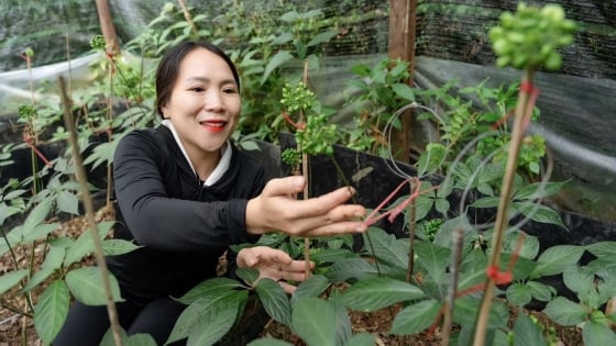 Creación de la Asociación de Ginseng Ngoc Linh y la Asociación de Canela Tra My