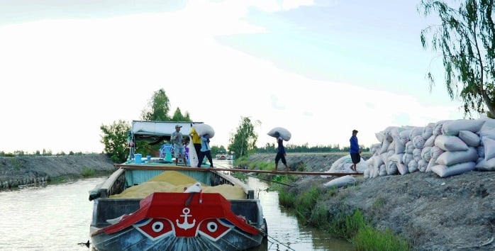 Hiện tại, nguồn cung không lớn, xuất khẩu gạo có nhiều lợi thế về giá. Ảnh: Tân Long