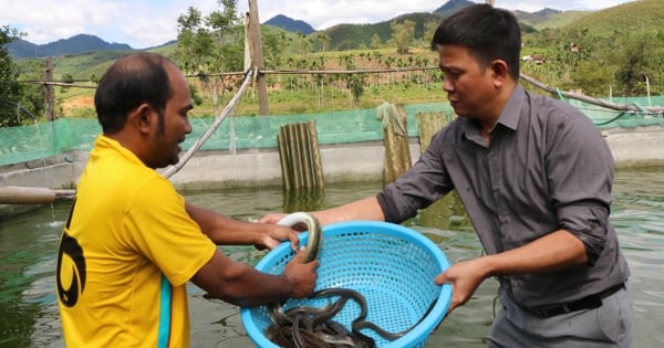 Nuôi thành công cá chình đặc sản thịt ăn bổ như "nhân sâm nước" ở Quảng Ngãi, bán 600.000 đồng/kg