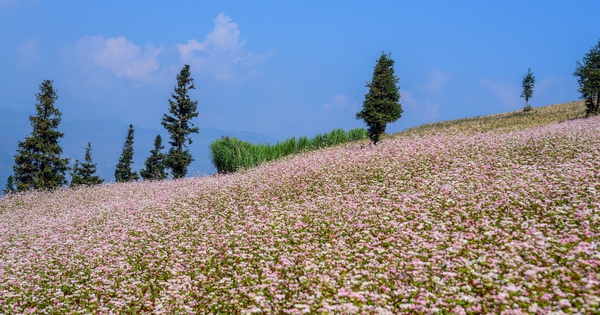 Enchanted by the poetic beauty of Suoi Thau grassland