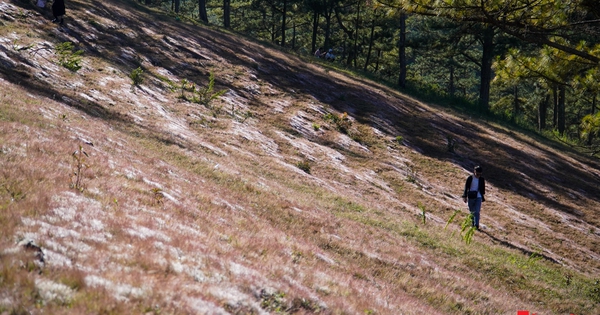 Der rosa Grashügel von Dalat fasziniert Touristen