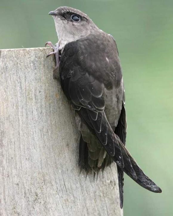 Welt – Erstaunliche Vogelart, die ein ganzes Jahr lang fliegen kann, ohne zu landen (Foto 4).