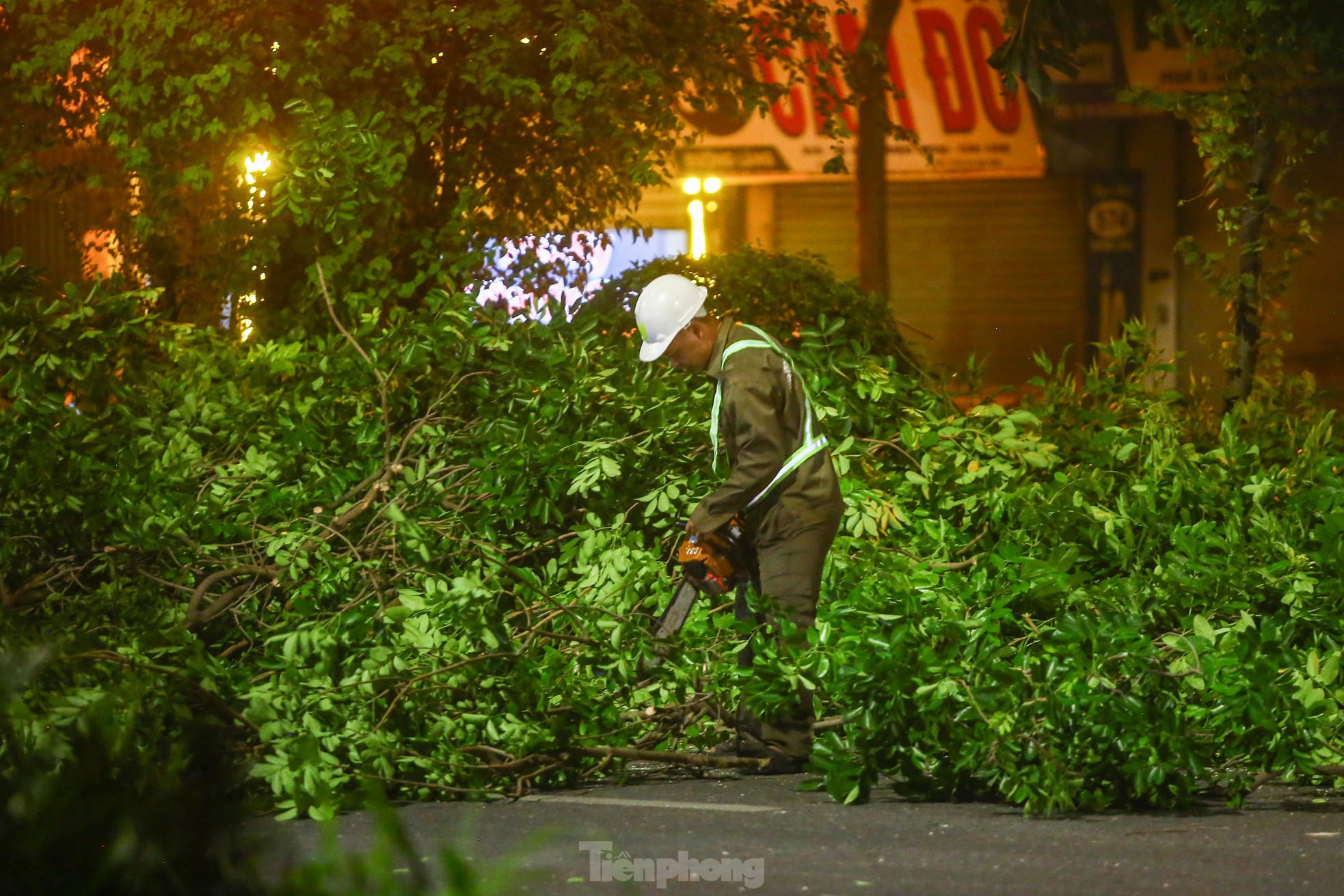 Pruning the hundred-year-old rosewood trees on Lang Street overnight, photo 12