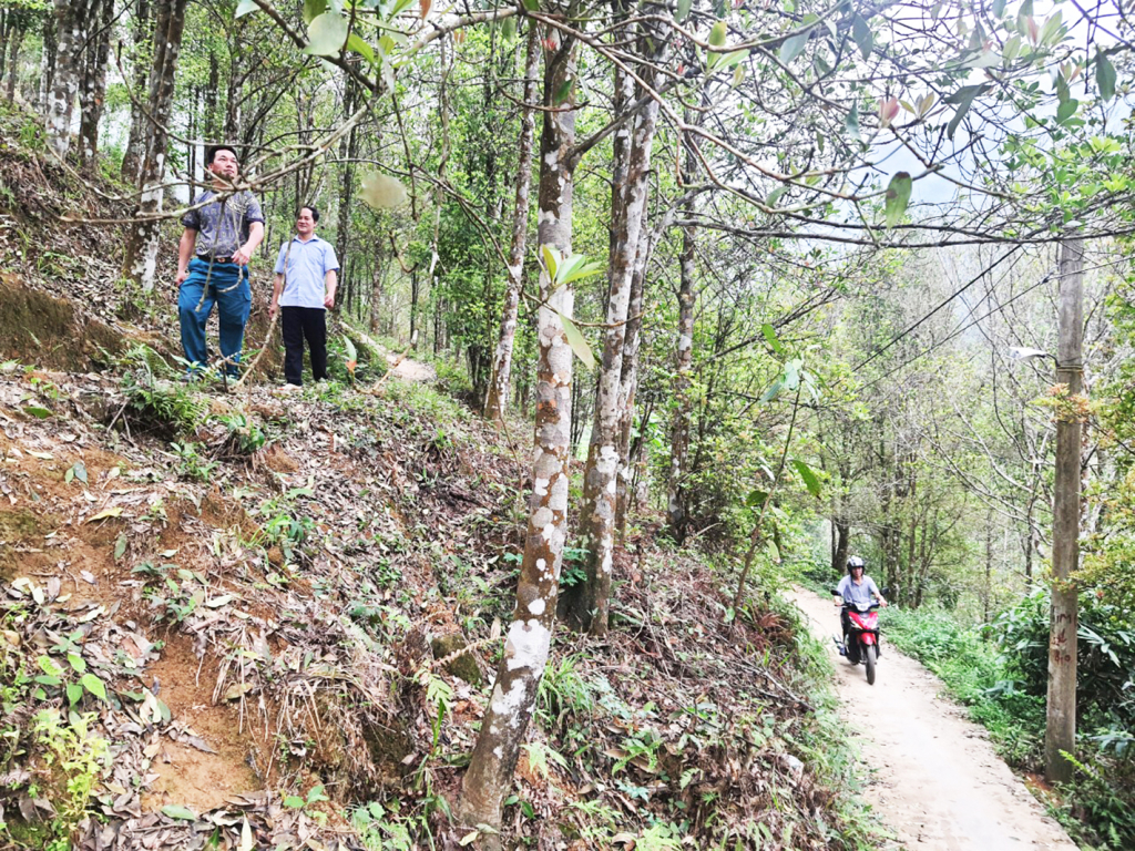El bosque de producción del pueblo Khe Van tiene un acceso conveniente.