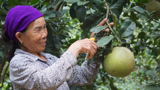 The old lady owns a 17-hectare fruit garden, earning billions of dong each year.