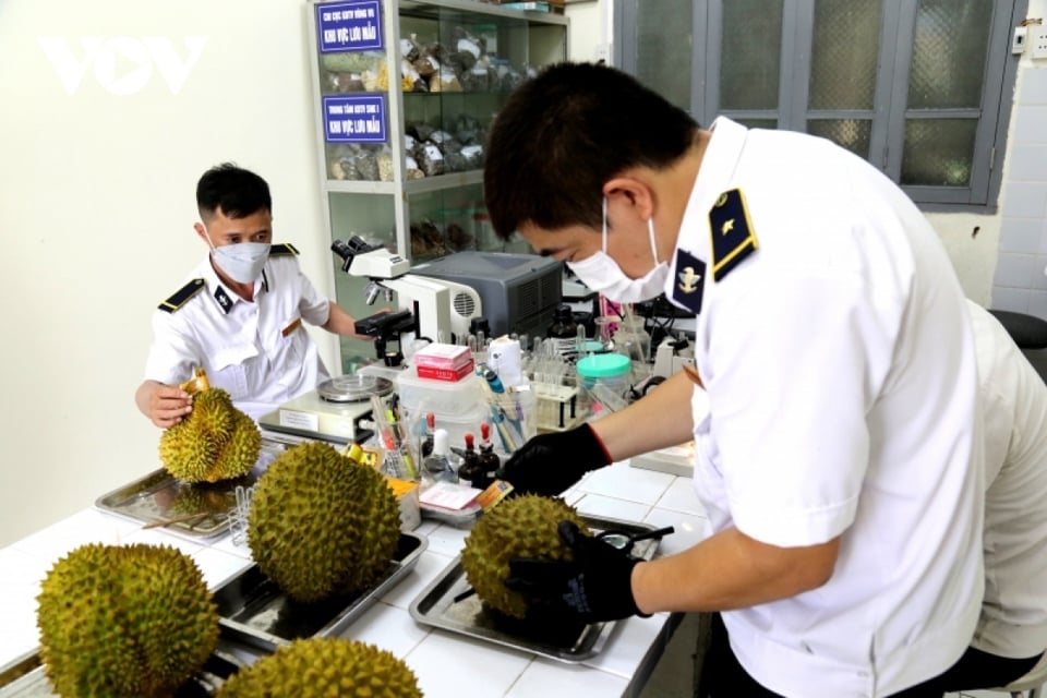 Checking exported durian samples. Illustrative photo