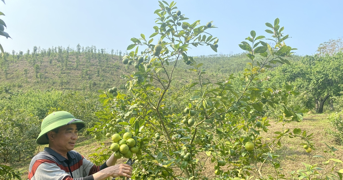 Growing purple lemon trees to bear fruit all year round