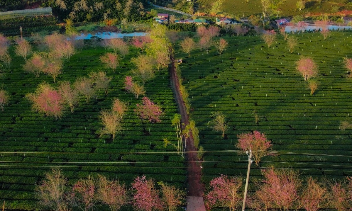 年始にダラットで桜を観賞できる6つの場所