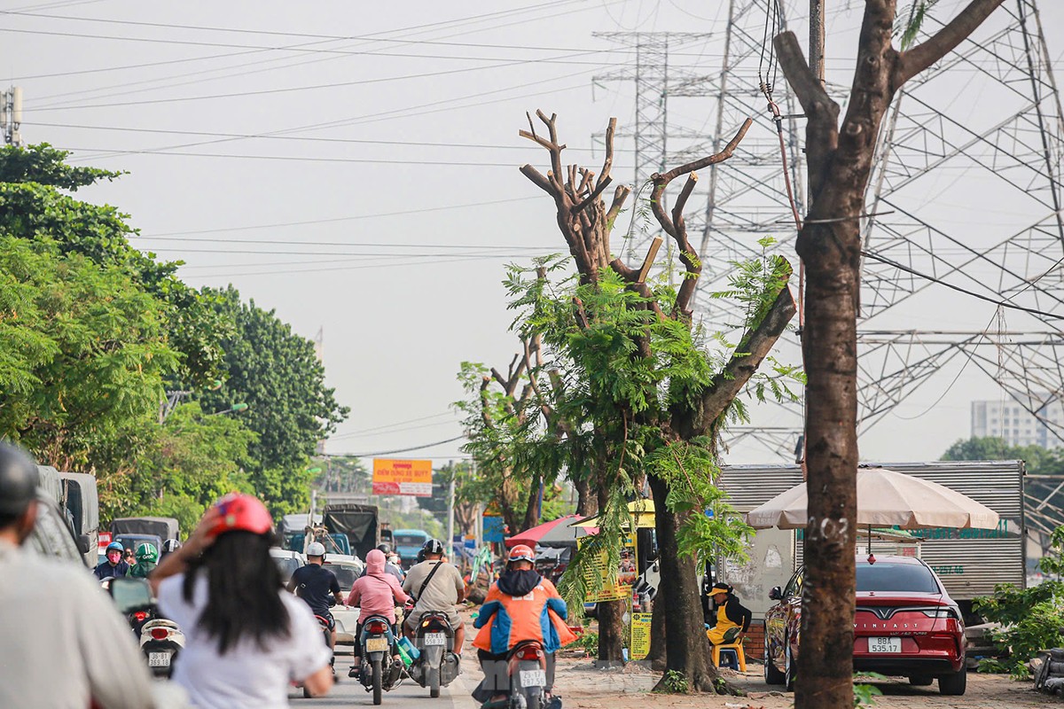 ¿Por qué se talaron casi 200 árboles a lo largo de la calle Tam Trinh? foto 8