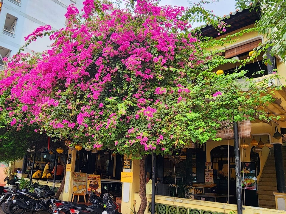 Viele Häuser Reihen auf der Dong Den Straße (Tan Binh Bezirk, Ho Chi Minh Stadt) wählen Schatten und Dekorieren Sie mehr, indem Sie viele Bougainvillea vor dem Haus pflanzen