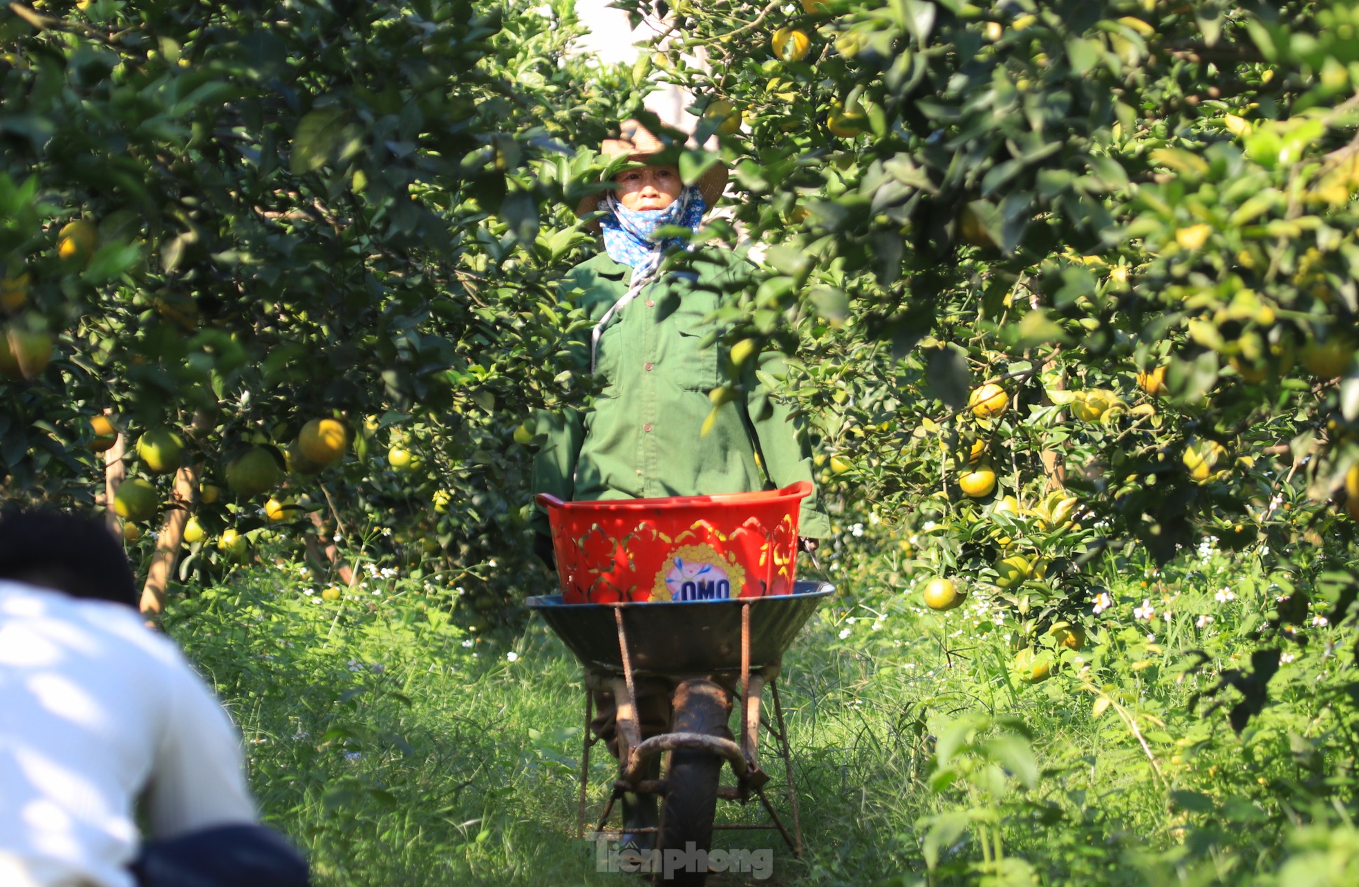 Old farmer from Nghe An reveals secret to prevent specialty oranges from falling off photo 15