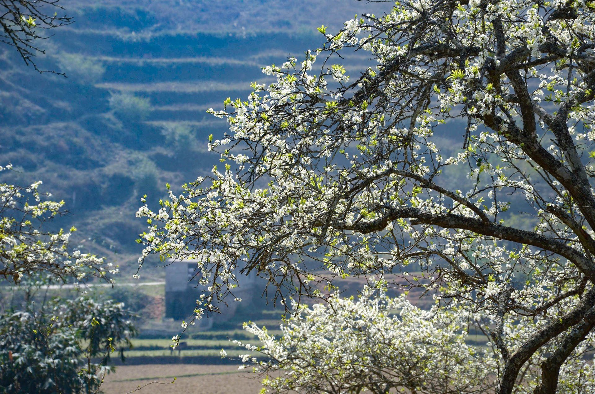 Touristen strömen zum Bac Ha-Plateau, um die Schönheit zu bewundern, die nur einmal im Jahr erscheint