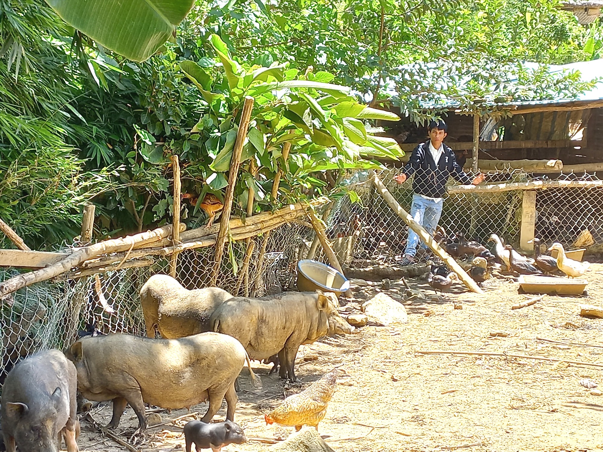 Le ménage A Rat Bay, résidant dans le village d'A Dinh (ville de Prao), a échappé à la pauvreté grâce à son succès avec le modèle de plantation de forêts et d'élevage de porcs, de poulets et de canards. Photo : CT