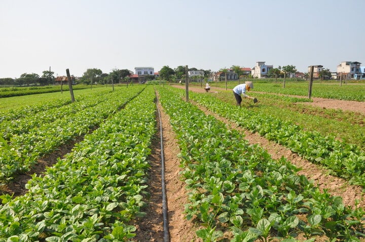 Clean vegetable growing model ensures food hygiene and safety at Nam Cuong Cooperative.