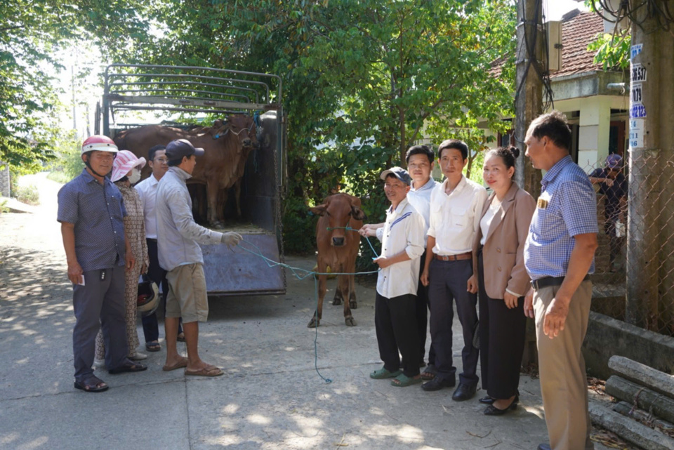The authorities of Cho Chua town provided breeding cows to poor households.