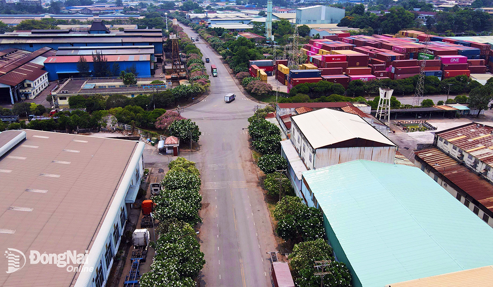 Au milieu des usines proches les unes des autres sur la route 2, dans le parc industriel de Bien Hoa 1, des centaines de frangipaniers fleurissent ensemble, créant une beauté unique.