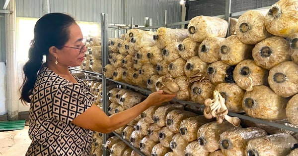 Los hongos ostra blanca y los hongos abulón crecieron con éxito y se colgaron en todas partes, lo que hizo rico a un granjero de Ha Tinh.