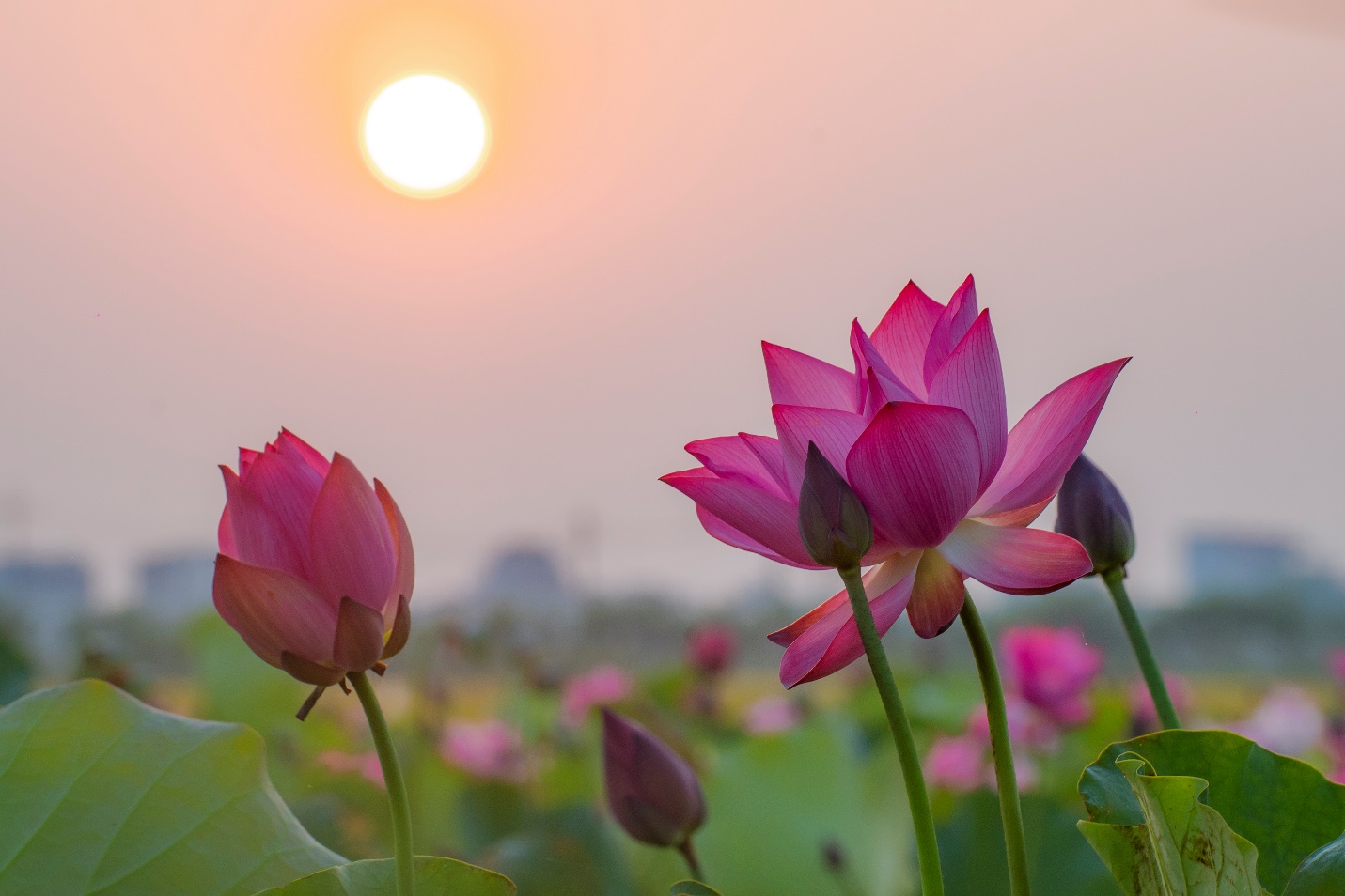 Ninh Binh par une journée ensoleillée d'été…