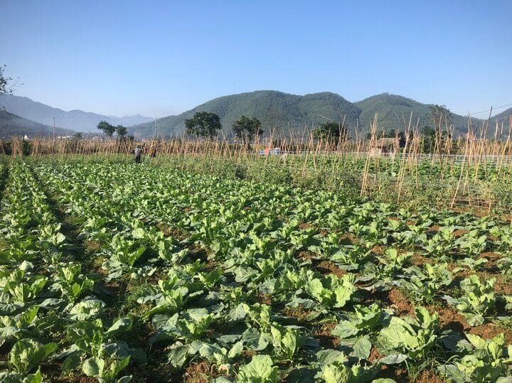 Clean vegetables at Tu Vu Cooperative.