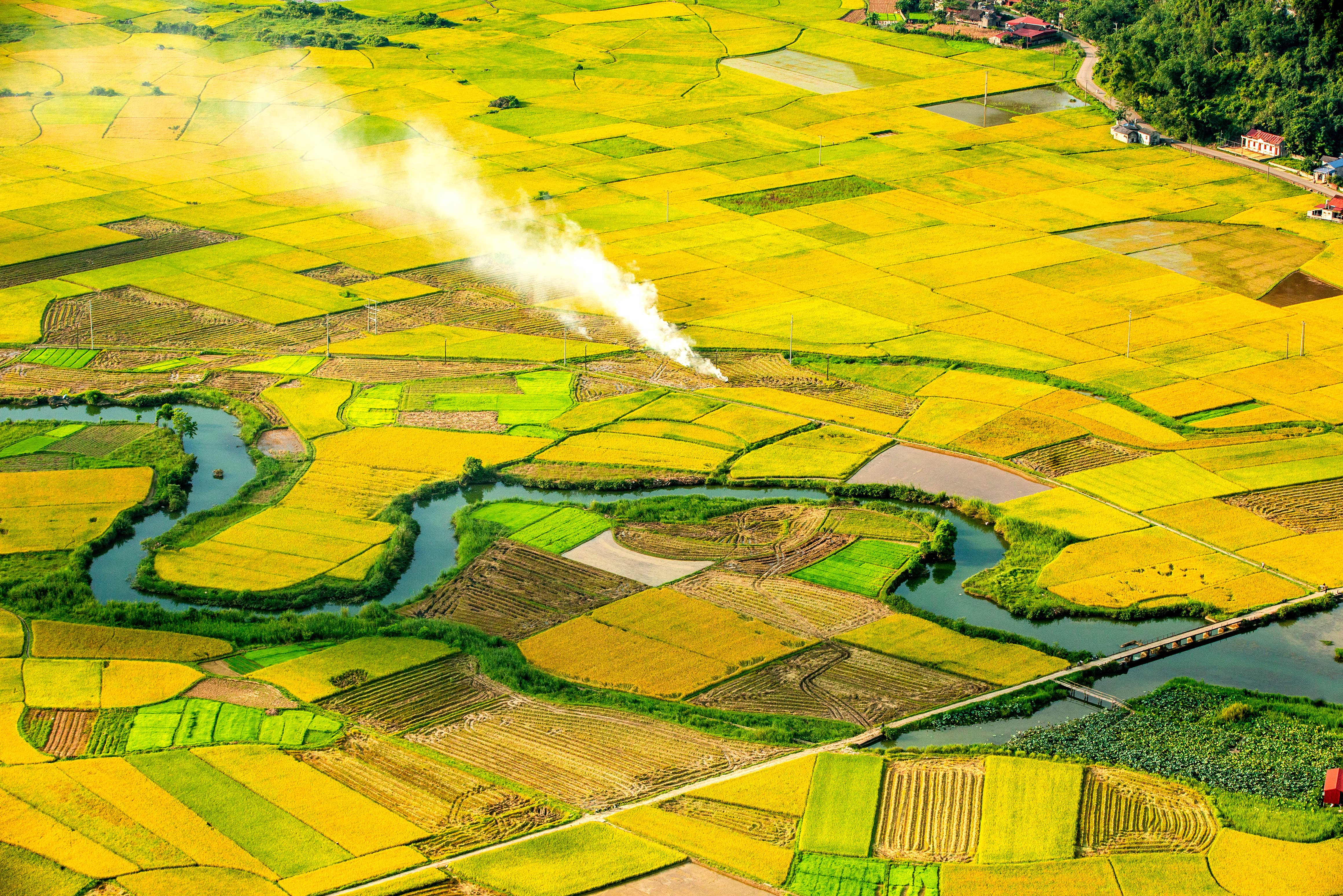 Rizières dorées dans la vallée de Bac Son