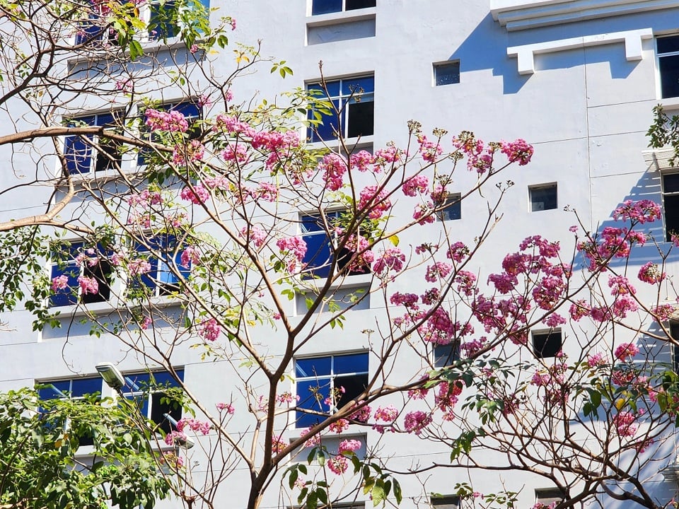 Rosa Trompete ist Gehölze, die oft in städtischen Gebieten angebaut werden Markt