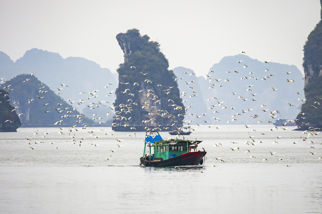 ពណ៌ខៀវនៃផ្ទៃមេឃ និងសមុទ្រ ពណ៌ប្រផេះនៃភ្នំ និងពណ៌សនៃសត្វក្រៀលបង្កើតរូបភាពដ៏គួរឱ្យចាប់អារម្មណ៍នៃឆ្នេរសមុទ្រ Ha Long ដែលនាំមកនូវអារម្មណ៍ស្ងប់ស្ងាត់ និងកំណាព្យ។