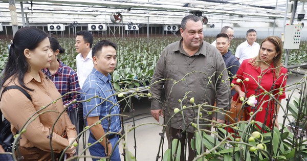 La Asociación de Pequeños Agricultores de Cuba se muestra impresionada con el modelo de cultivo de orquídeas de los agricultores de Hai Phong, con ingresos de más de 100 mil millones de dongs.