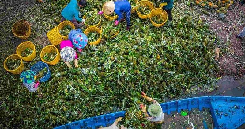 Bauern verdienen Millionen mit der Ernte süßer Früchte auf salzhaltigem Boden