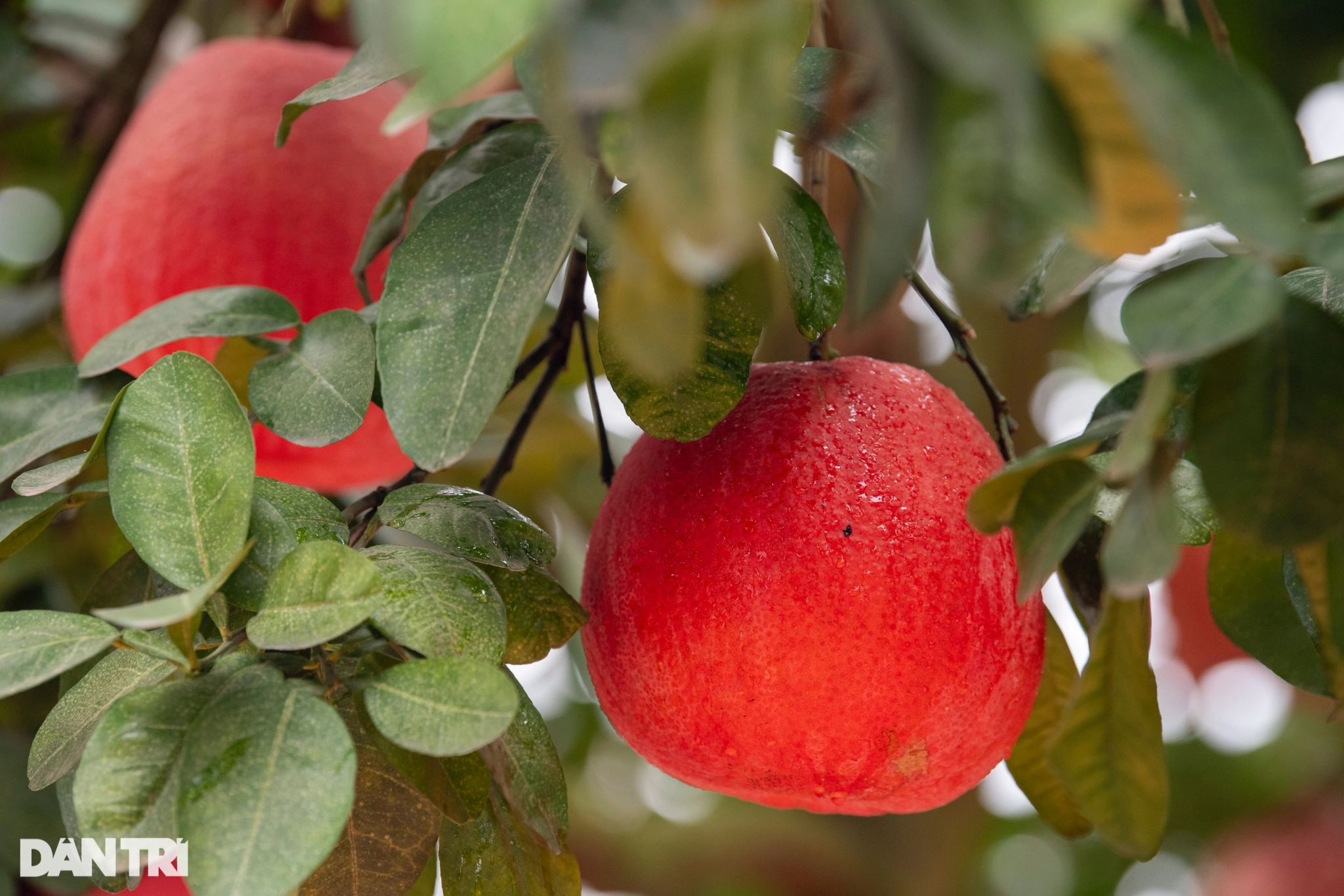 Hanoi farmers grow strange grapefruit variety, not accepting orders due to "sold out"