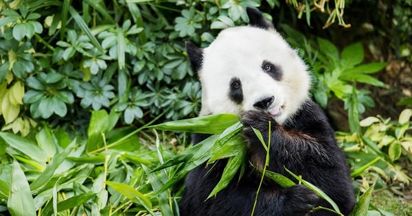 La Chine offre des pandas à Hong Kong à l'occasion du 27e anniversaire de la rétrocession