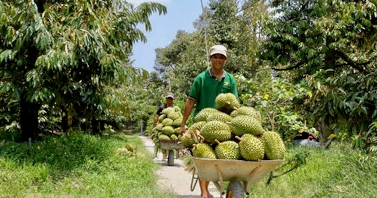 Recommendations for businesses exporting frozen durian to China