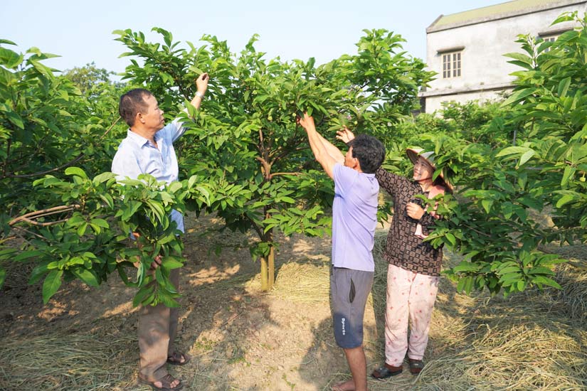 Phát huy vai trò của phụ nữ trong xây dựng nông thôn mới