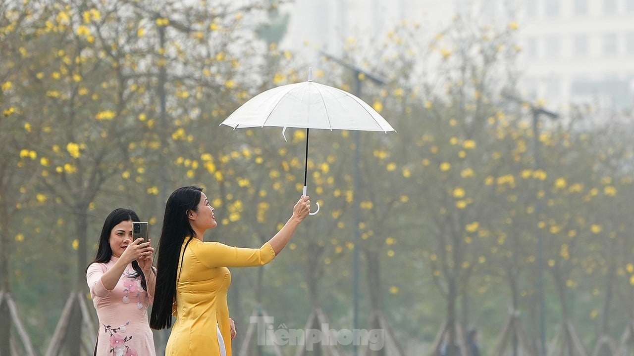 ハノイの街角で季節の初めに咲く黄色い風鈴の花を堪能してください。写真2